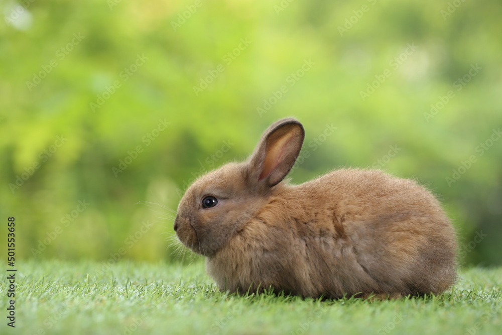 Cute little rabbit on green grass with natural bokeh as background during spring. Young adorable bunny playing in garden. Lovrely pet at park Cute little rabbit on green grass with natural bokeh as background during spring. Young adorable bunny playing in garden. Lovrely pet at park