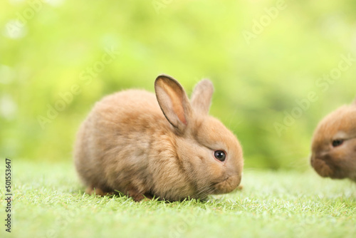 Cute little rabbit on green grass with natural bokeh as background during spring. Young adorable bunny playing in garden. Lovely pet at park in spring. © soultkd