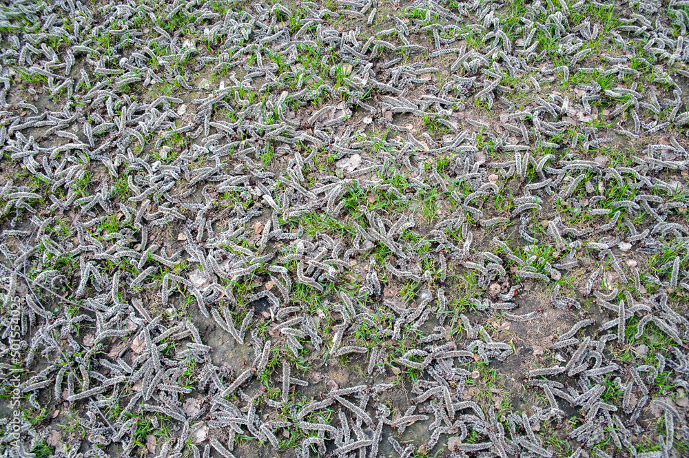 Alder earrings lie in the young green grass Alder earrings lie in the young green grass