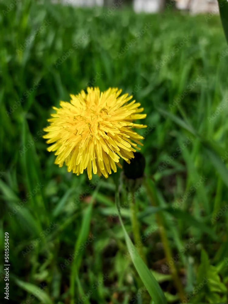 Yellow dandelion. Bright flower dandelion on green spring meadow Yellow dandelion. Bright flower dandelion on green spring meadow