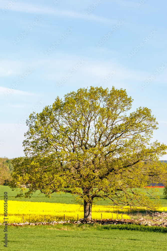 Fototapeta premium Old single tree in a countryside landscape