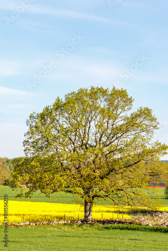Old single tree in a countryside landscape