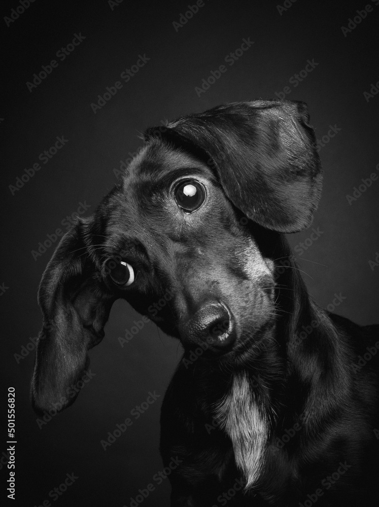 Black dachshund dog portrait on black background