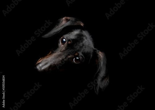 Black dachshund dog portrait on black background
