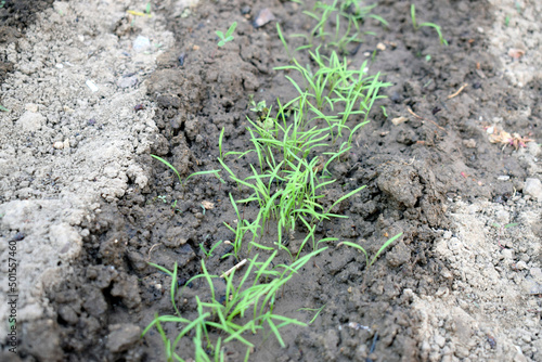 A row of young green dill grown in the ground.