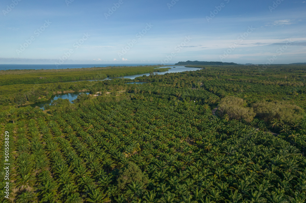 Aerial of fresh green palm plantation farm forest shot in the spring with a drone from the air on blue sky