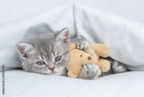 Cozy tiny kitten lying with favorite toy bear under warm white blanket on a bed at home © Ermolaev Alexandr