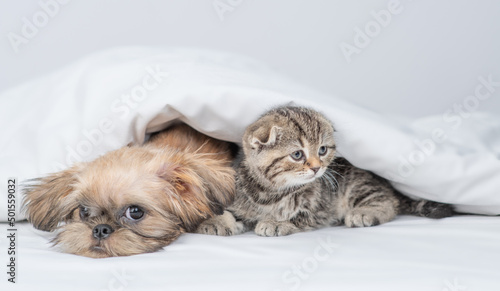 Tired Brussels Griffon puppy lying with tiny kitten under warm blanket on a bed at home