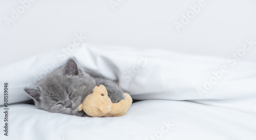 Cozy tiny kitten sleeps with favorite toy bear under warm white blanket on a bed at home. Empty space for text