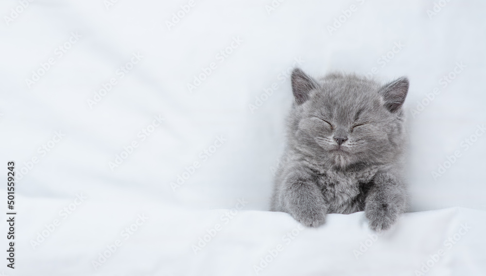 Cozy kitten sleeps under blanket on a bed at home. Top down view. Empty space for text Cozy kitten sleeps under blanket on a bed at home. Top down view. Empty space for text