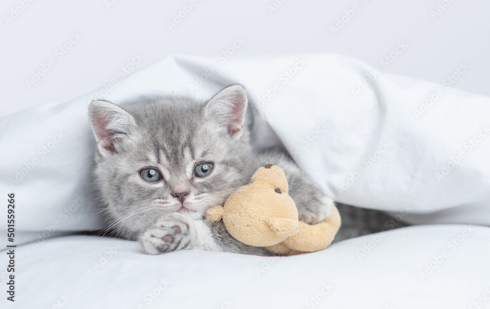 Cozy tiny kitten lying with favorite toy bear under warm white blanket on a bed at home