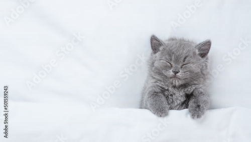Cozy kitten sleeps under blanket on a bed at home. Top down view. Empty space for text