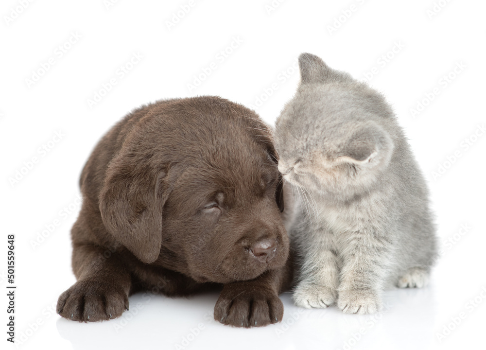 Cute Chocolate Labrador Retriever puppy lying with tiny kitten. isolated on white background