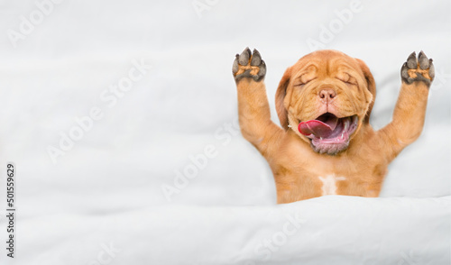 Funny Mastiff puppy sleeps with open mouth and tongue out under white warm blanket on a bed at home. Top down view. Empty space for text