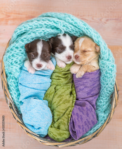 Three tiny cozy newborn Biewer Yorkie puppies wrapped like babies sleep in a basket. Top down view © Ermolaev Alexandr