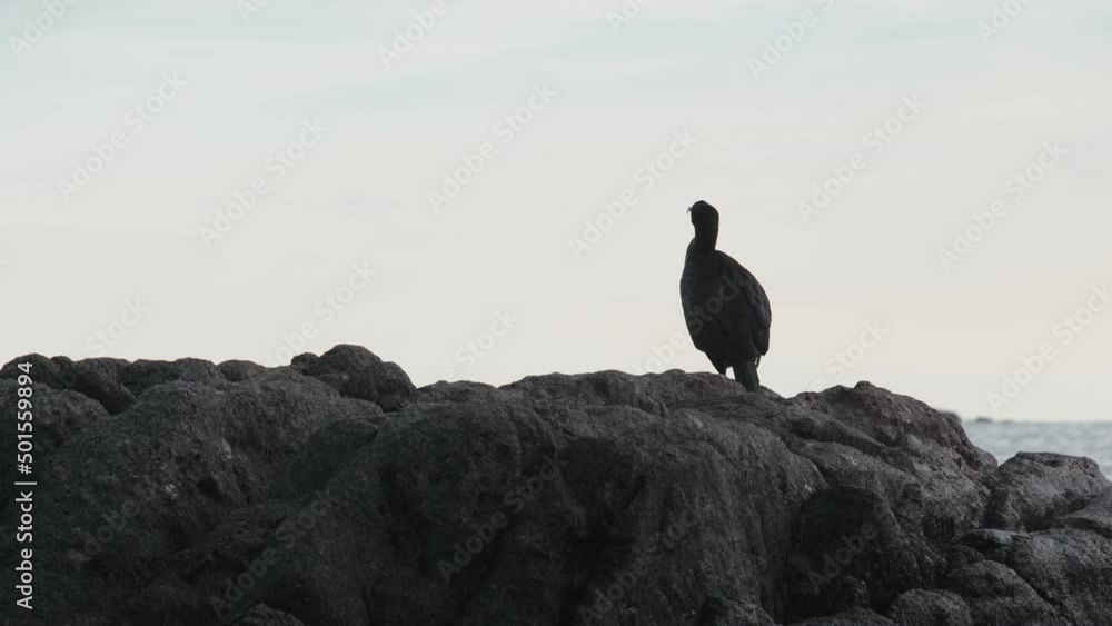 A slhouette of the black cormorant sits on a stone on the seashore. A beautiful sea bird rests on a rock and looks at the horizon. Marine fauna. Bird in a seascape. Birdwatching. Idyllic sea landscape