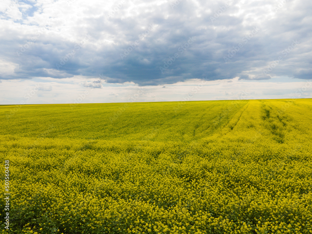 Yellow rapeseed field and picturesque sky with white clouds in the sunny summer day.