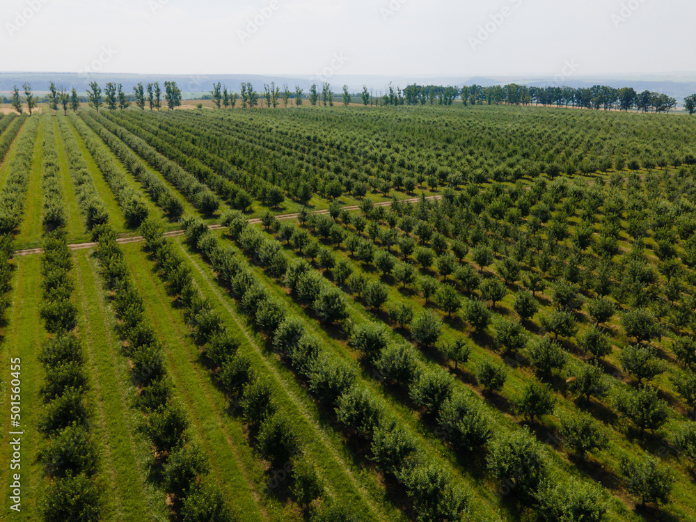 Aerial view of trees field plantation. Eco farming in nature landscape. Industry, agriculture concept. Drone photography.