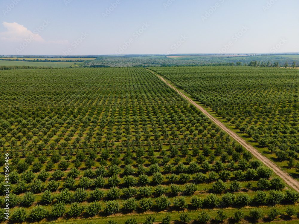 Rows of trees in the garden. Landscape of apple orchard. Drone photographing, top view.