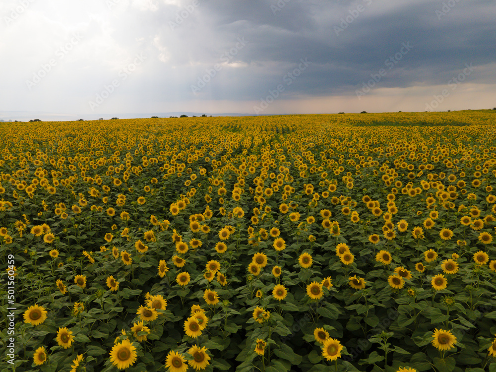 Obraz premium Wonderful panoramic view of a field of sunflowers in summer in nasty day.