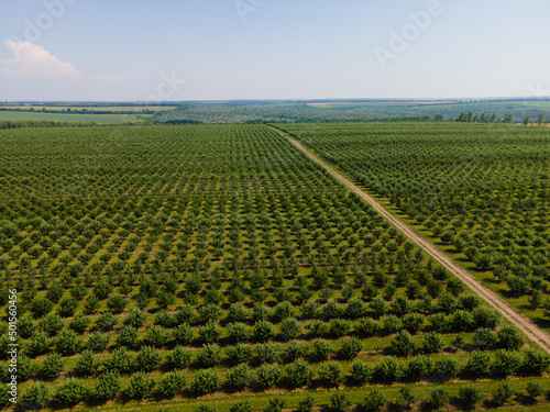 Rows of trees in the garden. Landscape of apple orchard. Drone photographing  top view.