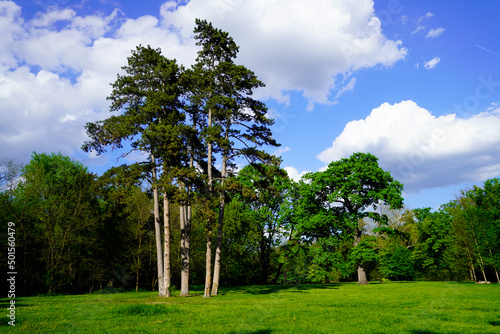 trees and sky, Mogosoaia Park, Bucharest City, Ilfov, Romania  photo