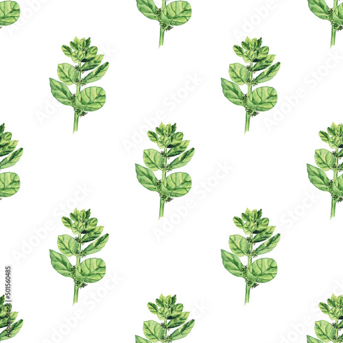 Watercolor Spinach with flower seamless pattern on white background. Greenery hand drawing illustration. Fresh green leaf for salad. Healthy food.