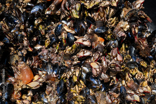 Goose barnacles known as perceves. Famous seafood from crustaceans family
