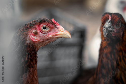 Red brown farm chickens looking curiously at camera behind fences
