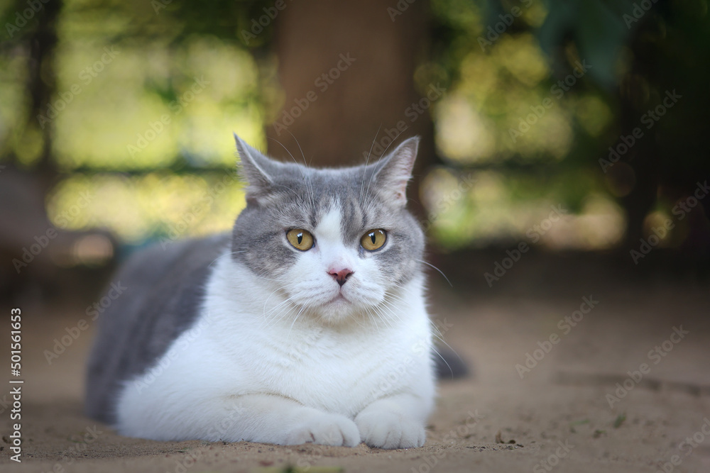 Scottish fold cat sitting in the garden with green grass. Tabby blue cat looking at something in the park. Scottish fold cat sitting in the garden with green grass. Tabby blue cat looking at something in the park.