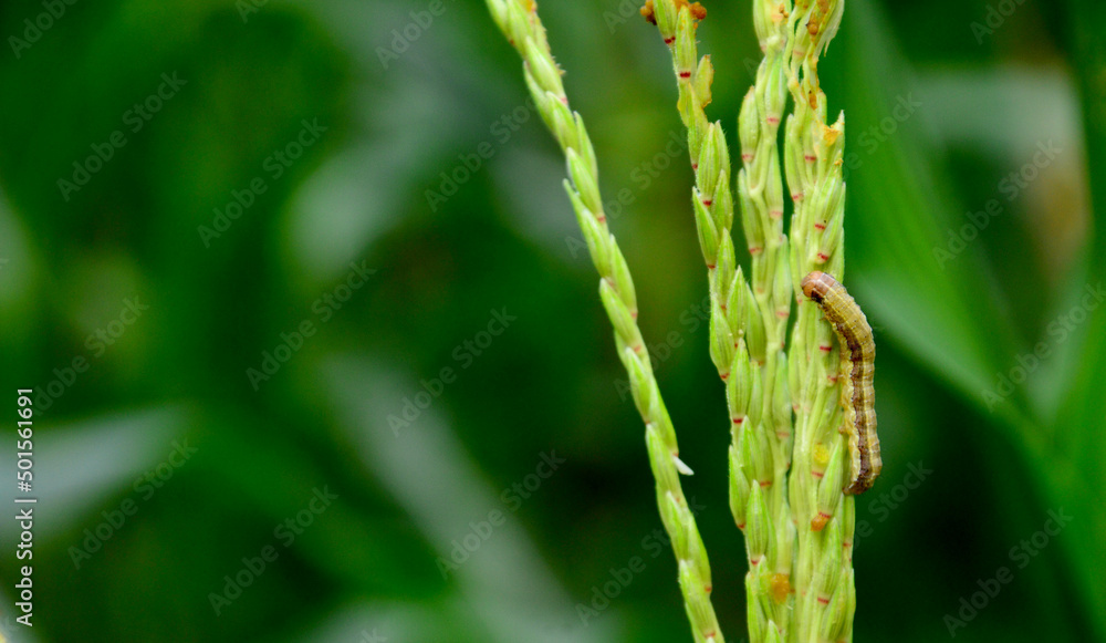 Close-up brown corn caterpillar eating corn flower copy space concept Agricultural damage caused by insect pests Close-up brown corn caterpillar eating corn flower copy space concept Agricultural damage caused by insect pests