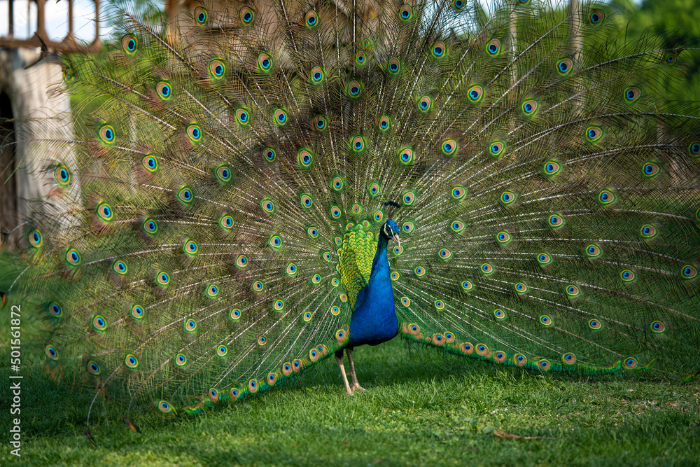 Obraz premium Peacock with spread wings and an interesting vibrant pattern