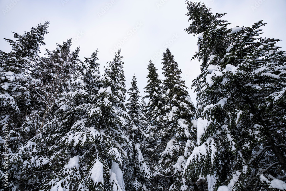 Snowy winter forest trees in cold and cloudy morning. Snowy winter forest trees in cold and cloudy morning.