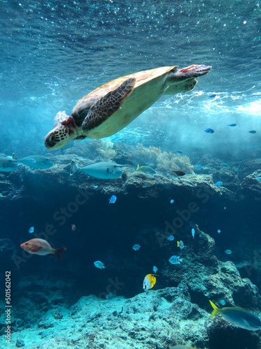scuba diver and turtle
