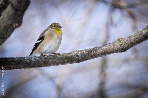 American goldfinch eating sunflower seeds in a park during a winter day. © RLS Photo