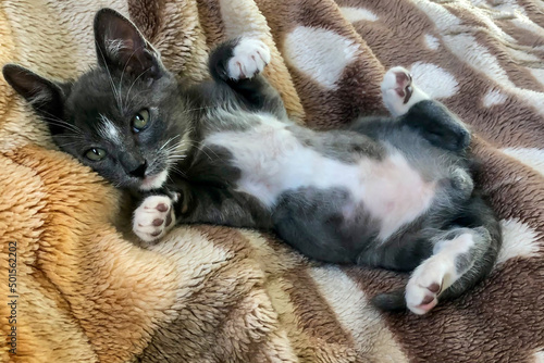 Little gray kitten on a soft blanket