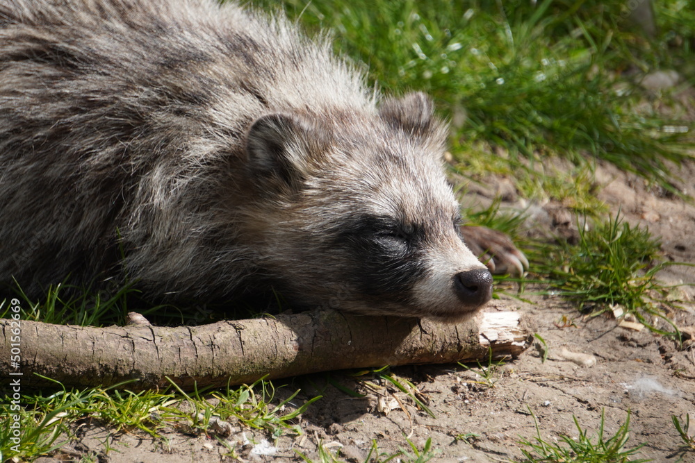 Fototapeta premium raccoon dog