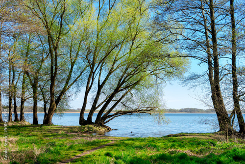 Fototapeta Naklejka Na Ścianę i Meble -  drzewa rosną tuż nad sama wodą nad jeziorem