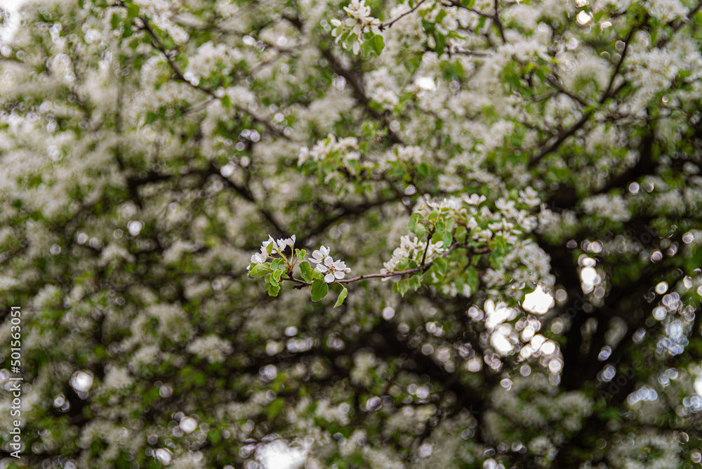 Blooming pear wild tree in meadow Blooming pear wild tree in meadow