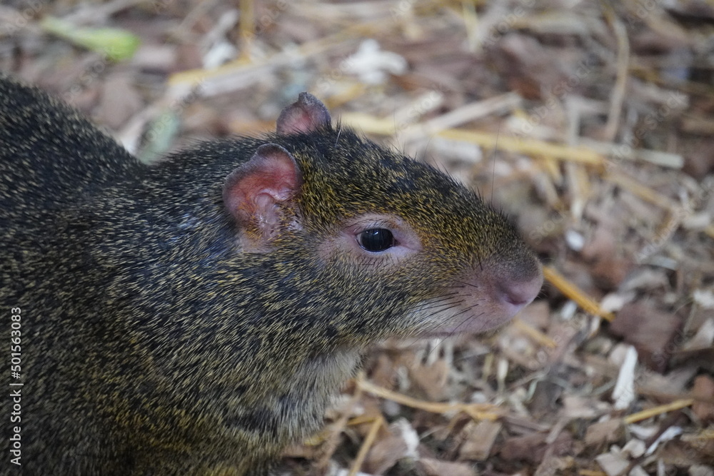 Azara's agouti Azara's agouti
