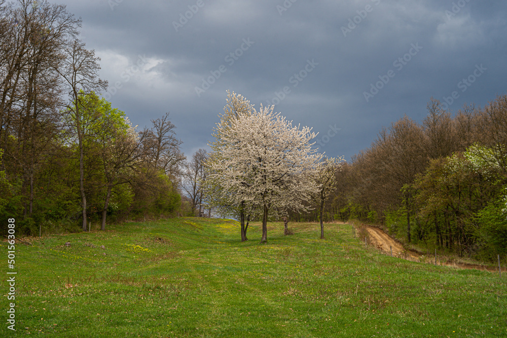 Blooming pear wild tree in meadow Blooming pear wild tree in meadow