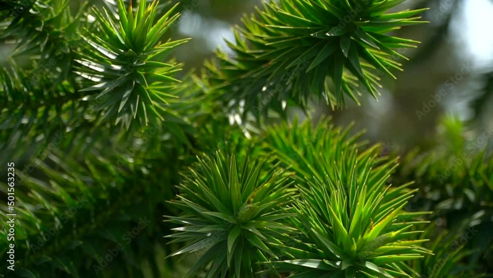 fir branches on a sunny day outside. the coniferous tree put forth new sprouts in the spring. natural background and sun rays and glare. green plant close-up. place for text. Botanical Garden. Pine fir branches on a sunny day outside. the coniferous tree put forth new sprouts in the spring. natural background and sun rays and glare. green plant close-up. place for text. Botanical Garden. Pine