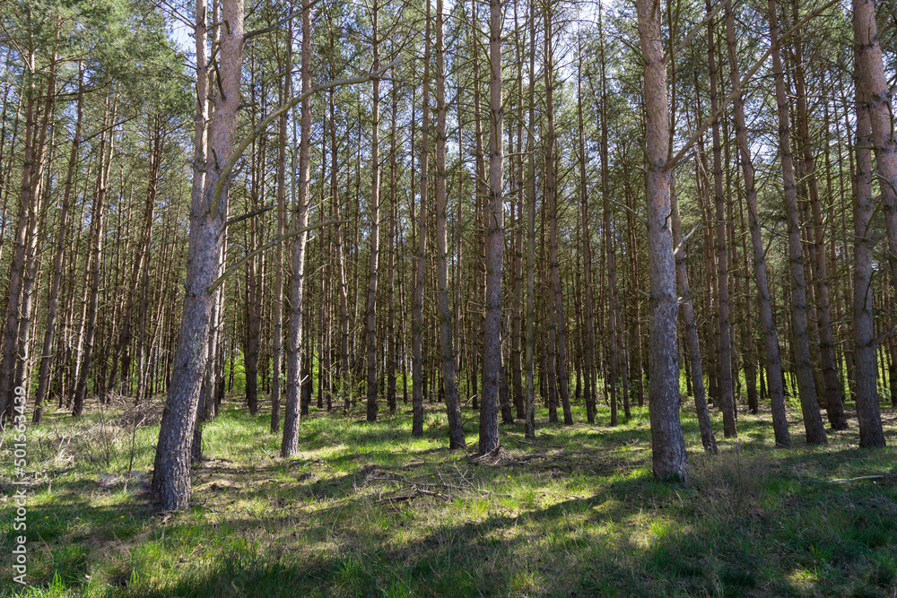 Fototapeta premium las zagajnik sosonowy na wiosnę