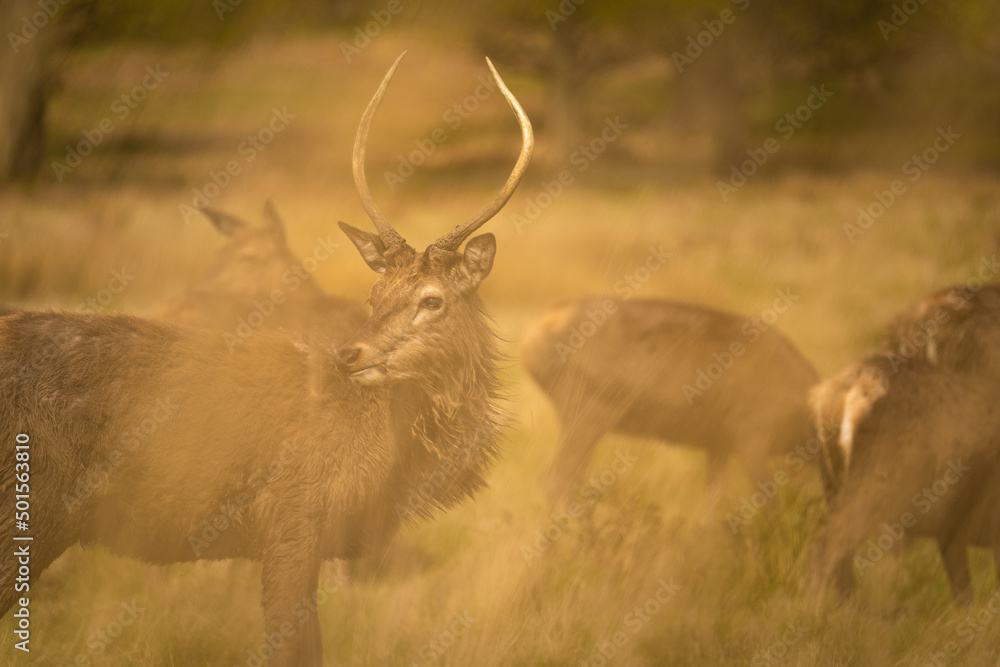 Obraz premium deer in the wild