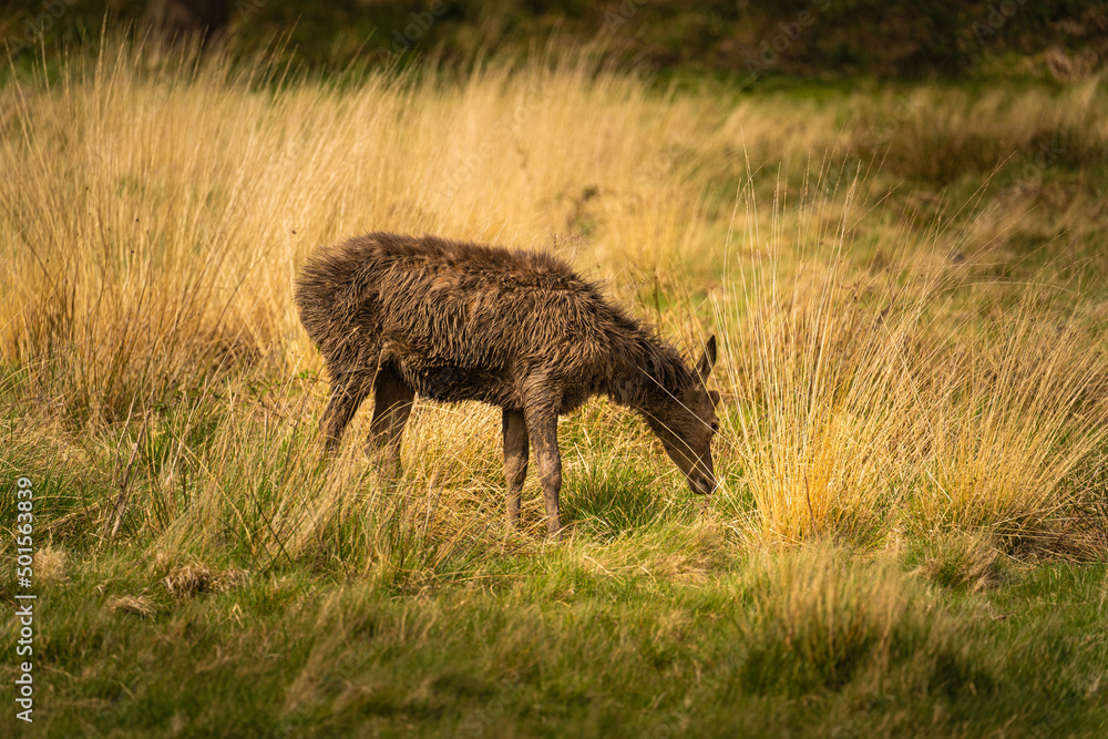 deer in the wild deer in the wild