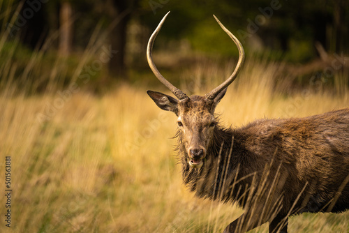 Fototapeta Naklejka Na Ścianę i Meble -  deer stag