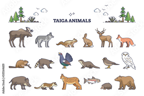 Taiga animals collection with natural habitat creatures type outline set. Isolated wildlife elements group with environment and climate typical living birds, mammals and fishes vector illustration.