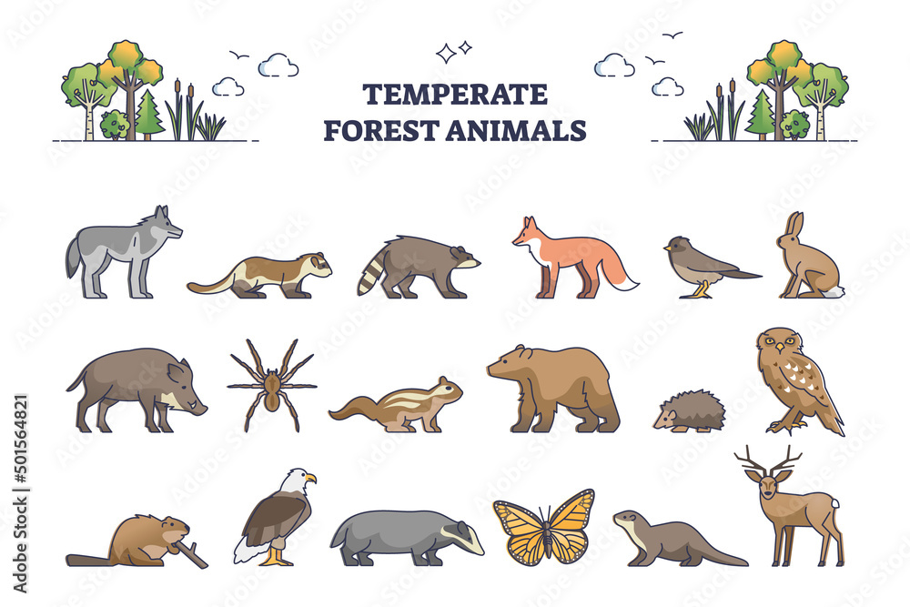 Temperate forest animals and living nature species outline collection set.  Wildlife examples for temperate zone habitats vector illustration.  Zoological list with wolf, fox, deer, beaver or birds. Stock Vector | Adobe  Stock