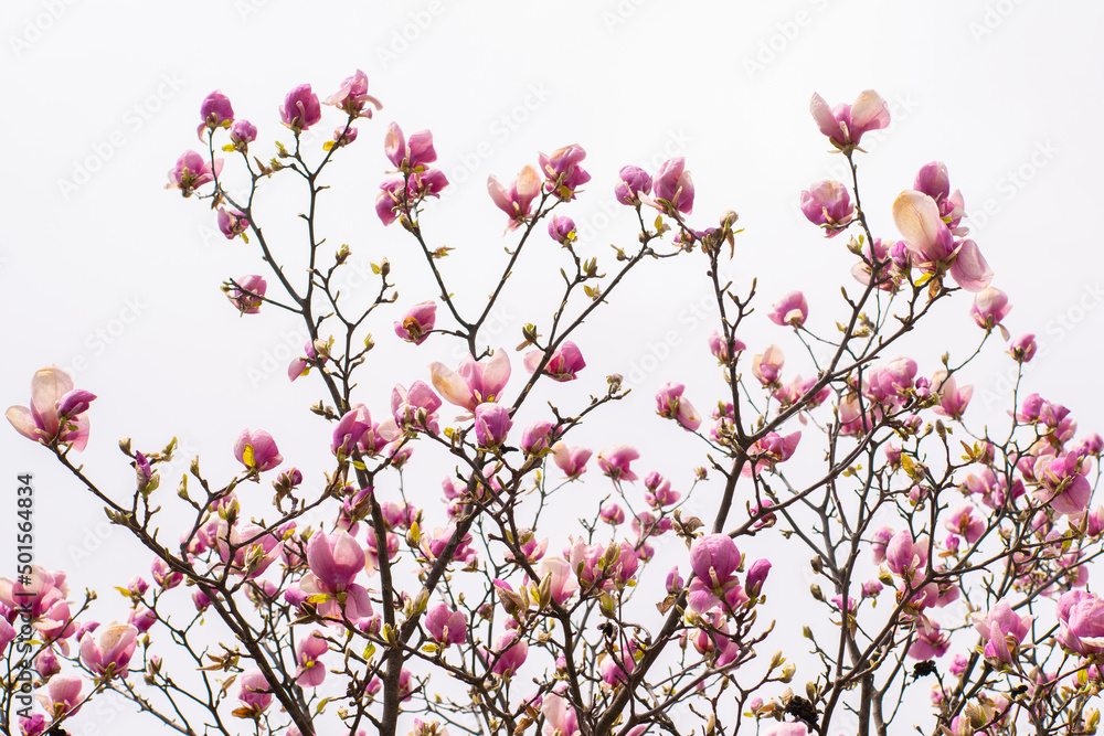 Magnolia blossomed on a background of white clouds in the sky. The beginning of spring. beautiful flowers.