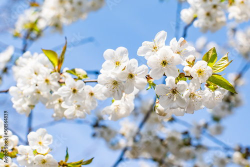 white little flowers bloom on a background of blue sky.